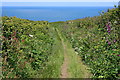 Footpath to Hellesveor Cliff in TR26 2HG