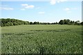 Swinethorpe cornfield in LN6 9DT