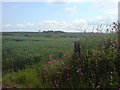 Crops near Penycwm Youth Hostel in Brawdy Community