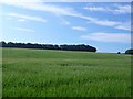 Cornfield near Tilly Whim in DT2 9SJ