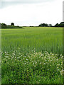 View to Bilsey Hill across barleyfield in NR25 7DE