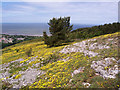 Limestone outcrop in Llanddulas and Rhyd-y-Foel Community
