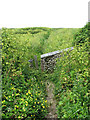 Narrow path across the marshes in NR25 7RZ