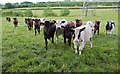 Curious bullocks on the Pilgrim's Trail near Tangier Farm, Bishop's Waltham in SO32 2EY
