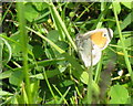 Small Heath butterfly in ML11 0JU
