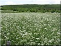 Cow Parsley in ML11 9NQ