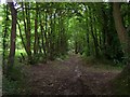 Footpath Through Chetwynd's Coppice in WS15 1AW