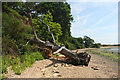 Fallen tree on the bank of the Stour in IP9 2TQ