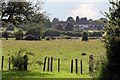 Cattle in the fields nr Retford in DN22 6SQ