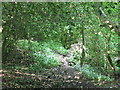 Footpath in the cleugh of Wydon Burn in NE46 2PR