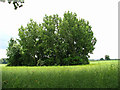 Copse surrounded by oil seed rape in NR9 4DQ