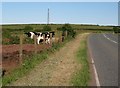 Cows drinking from a trough next to the road in SA71 5TH