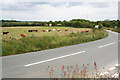 Cows by the Roadside in TR4 8LG
