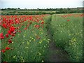 Footpath through oilseed rape field in NG6 7AN