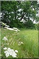 Cow parsley by the footpath in RG20 7DA