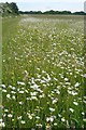 Buttercup and daisy meadow in RG20 7DA