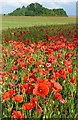 Poppies on the field edge in RG20 7DF