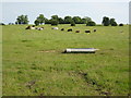 Cattle in a field near Bishampton in WR10 2NP