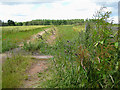 Cattle grid on the edge of a barley field in GL19 3HU
