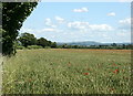 2008 : Poppies in a wheatfield in SN12 8NW