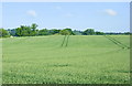 2008 : Wheatfield near Lower Wraxall in BA15 2SA