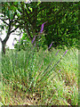 Purple toadflax (Linaria purpurea) in NR29 4RA