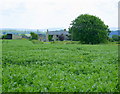 2008 : Field of broad beans at Norbin Barton Farm in SN13 8DJ