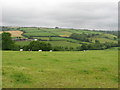 Valley with cows in SA31 3QT