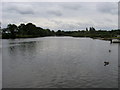 The River Thames at Shepperton in TW17 9LH