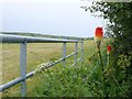 Ringstead Torch Lily (Kniphofia uvaria) in DT2 8NQ