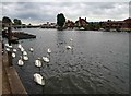 Swans on the River Thames at Marlow in SL7 2AE
