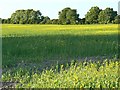 Oilseed rape and trees, west of Uffcott, Wiltshire in SN4 9NB