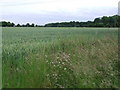 Barley field in Takeley