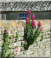 2008 : Antirrhinum at Overcourt Farm in BA13 4EY