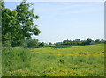 2008 : Farmland at Brook Farm in BA13 4JX