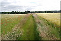 Footpath crossing a wheat field in TN15 0HX