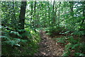 Footpath through the woods in TN15 0LE