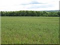 Wheat field, Ninewar in EH42 1SY