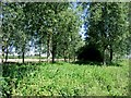Trees along the bank of the Little Stour in CT3 1SQ