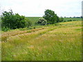 Corner of a barley field in CM22 6JE