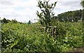 Overgrown footbridge in WR8 9DH