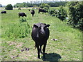 Cow on the path in CT3 1FH