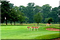 Deer on the 8th at Belton Park Golf Club in its Centenary Year in NG31 9TR