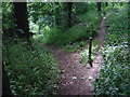 Footpath junction in Roughill Wood in NG3 7FY
