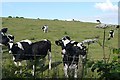 Inquisitive cows in RG20 7PW