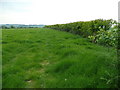 Pasture and hedge in SN8 3NG