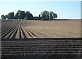 Potato fields near Coupar Angus in PH13 9HN