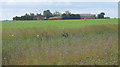 Farmland with distant view of Bloom's Hall in IP19 0HG