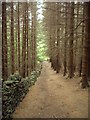 Path through Rocher Woods in S6 6LB