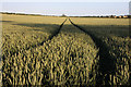 Wheat field near Higham in IP28 6NJ